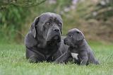 CANE CORSO 1327